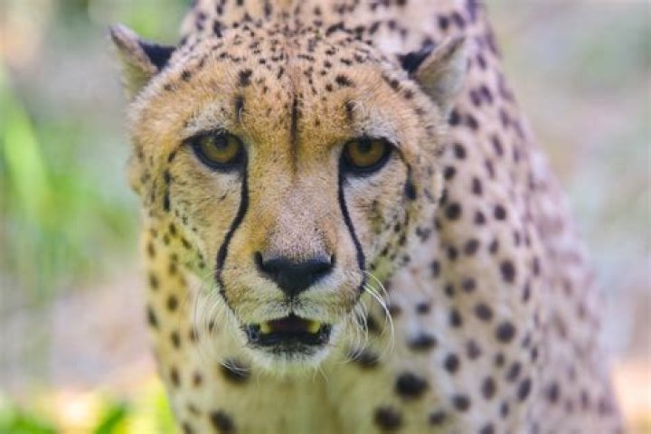 How do cheetahs look?