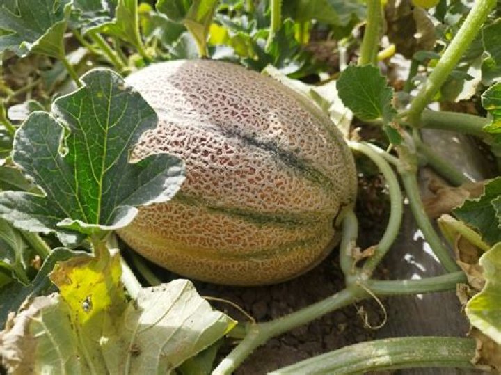 How do Chinese winter melons grow