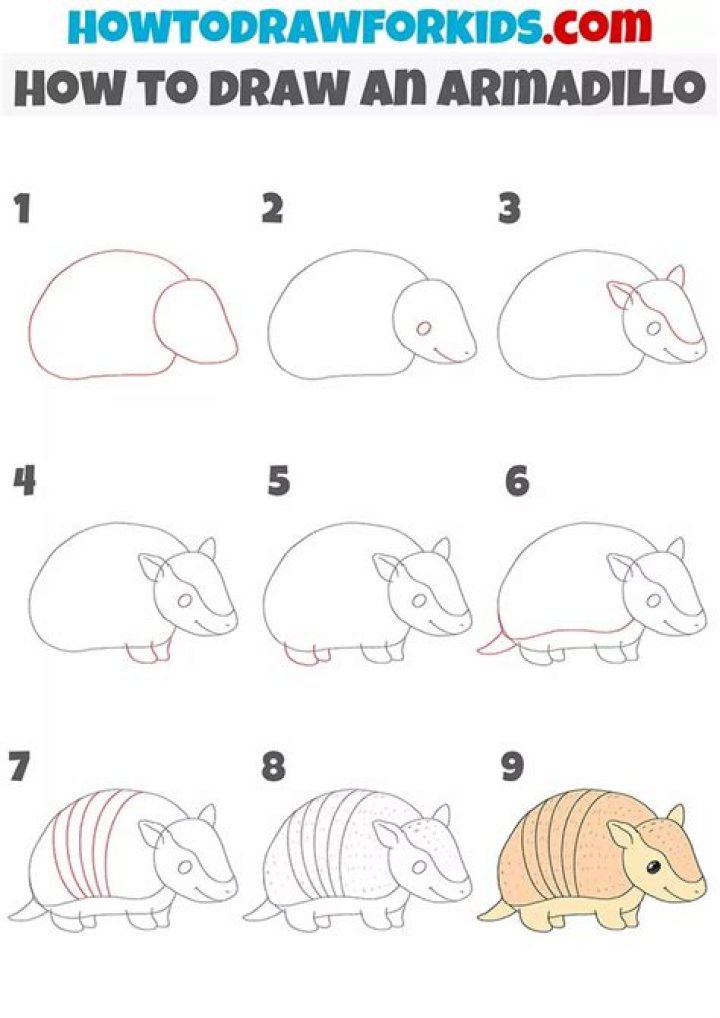 How do I get rid of an armadillo in my house?