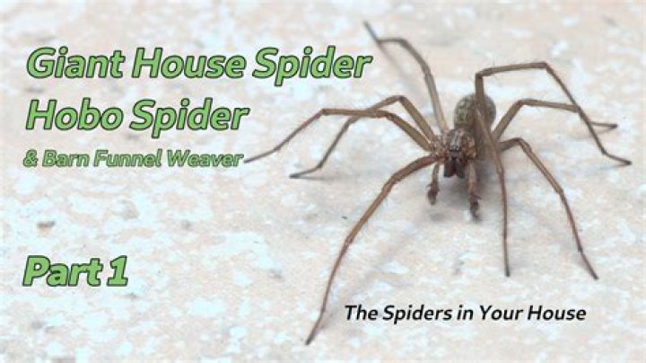 How do I get rid of hobo spiders?