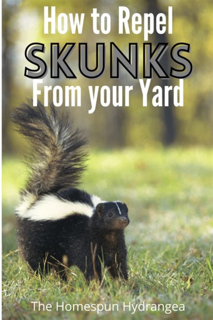 How do I get rid of sand burrs in my yard?