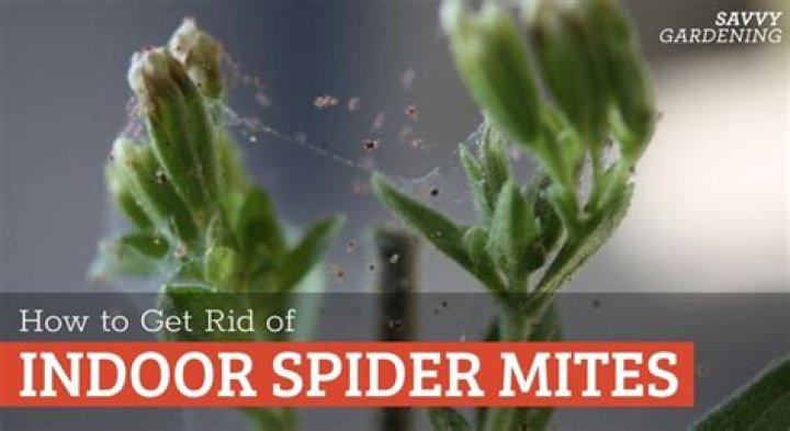 How do I get rid of spider mites and eggs