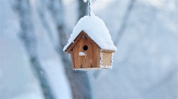 How do I help my garden bird in the winter