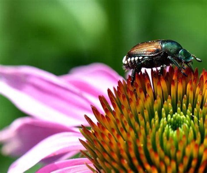 How do I keep Japanese beetles from eating my flowers?