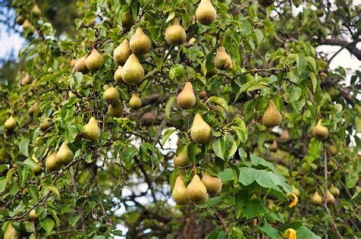 How do I keep my pear tree healthy