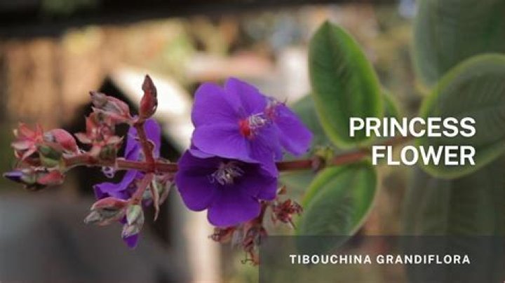 How do I make my tibouchina bloom