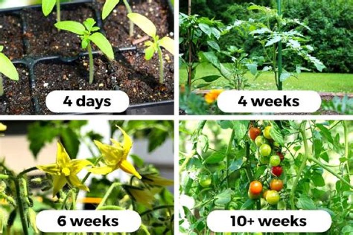 How do I protect my tomato plants from too much sun