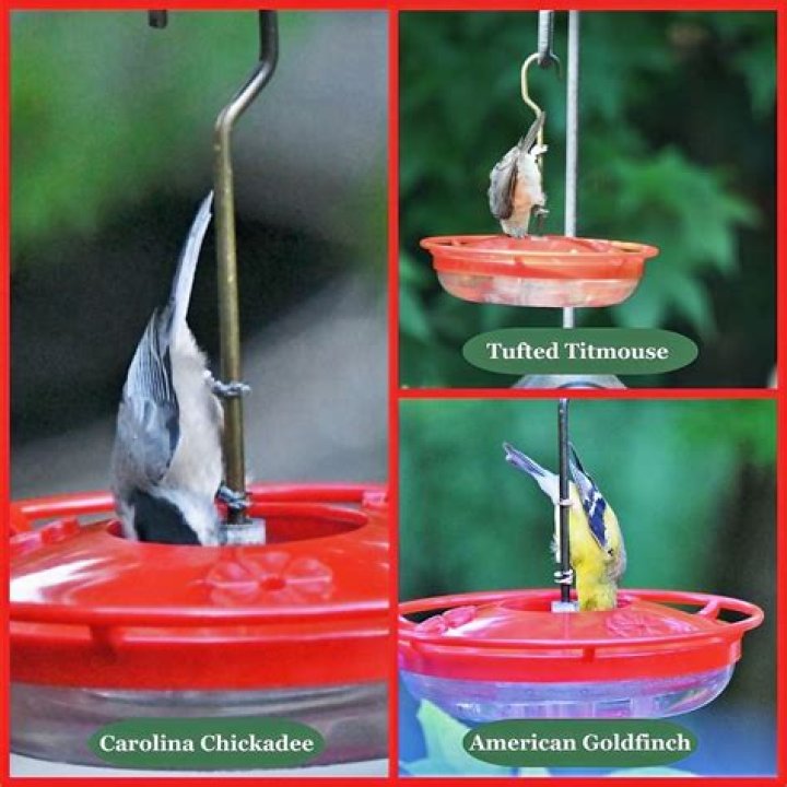 How do I provide food for sanctuary settlers?