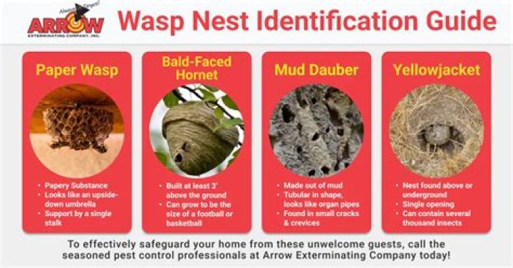 How do I remove a bees nest?