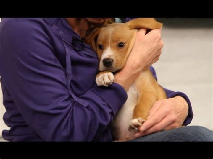 How do I train my puppy to be a therapy dog?