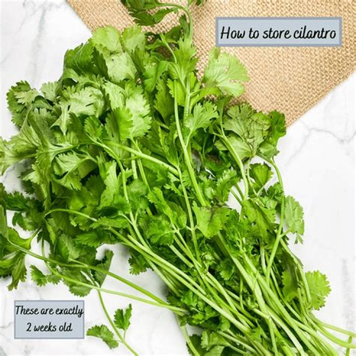 How do I use fresh cilantro?