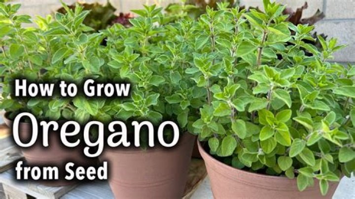 How do I use Greek oregano?