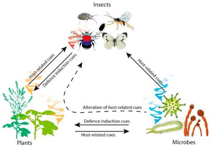 How do insects taste their food?