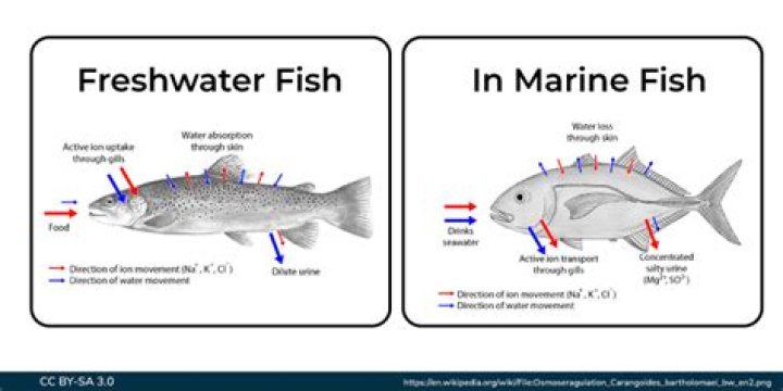 How do marine fish maintain water balance