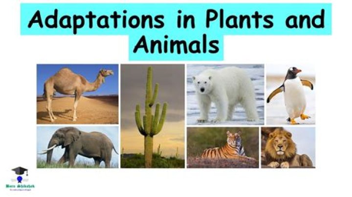 How do plants and animals adapt in grasslands?