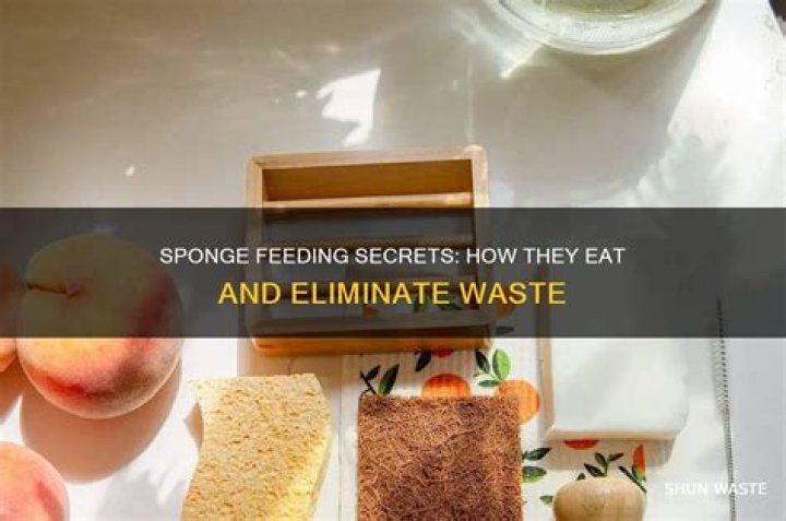 How do sponges eat and discard waste?