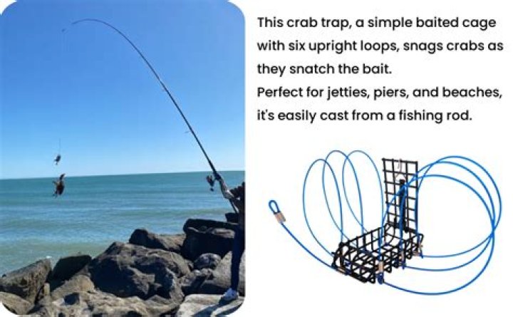 How do you bait a Dungeness crab trap?