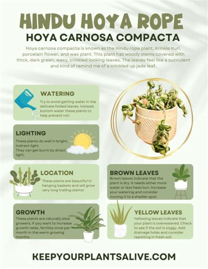 How do you care for a Hindu rope hoya plant?