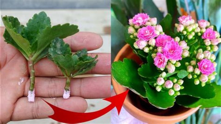 How do you care for a kalanchoe Millotii?