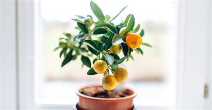 How do you care for a kumquat tree indoors