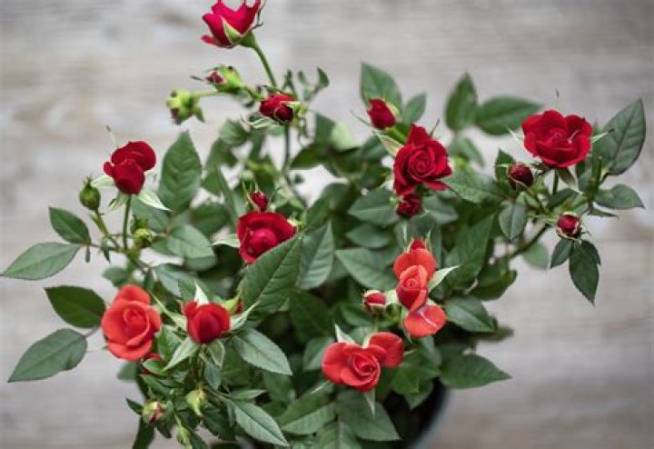 How do you care for a mini rose plant indoors