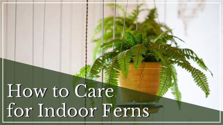 How do you care for a Sprengeri Fern?