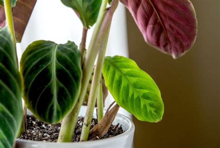 How do you care for Calathea Warscewiczii?