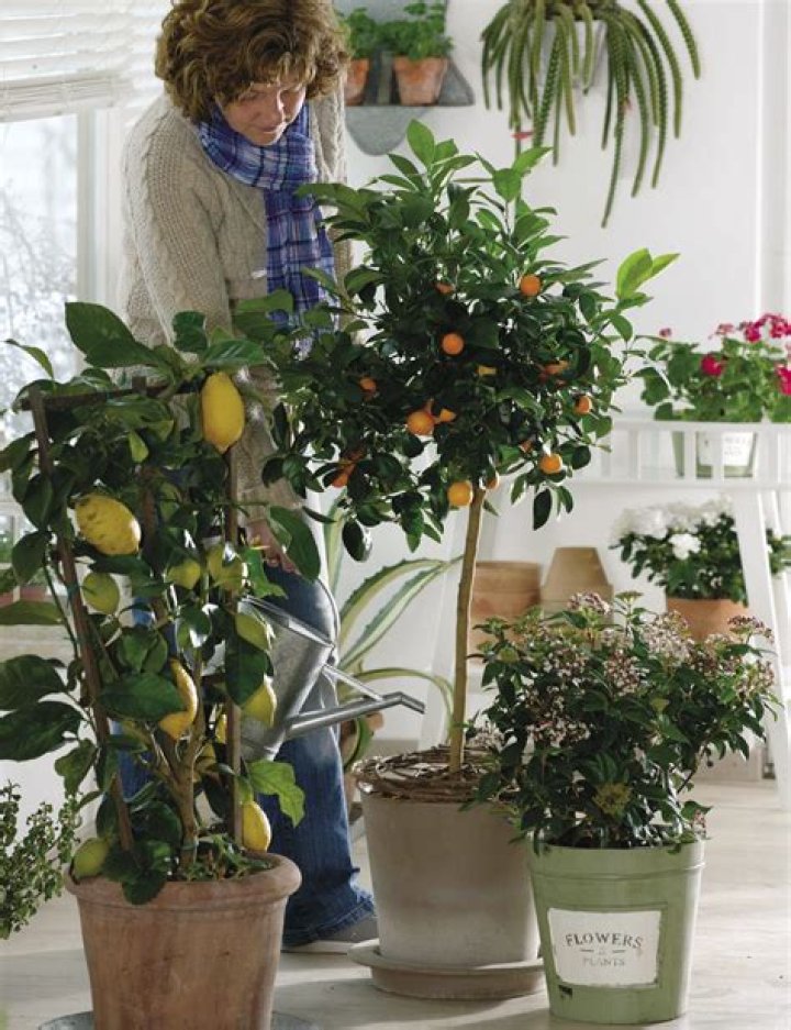 How do you care for citrus trees in pots?