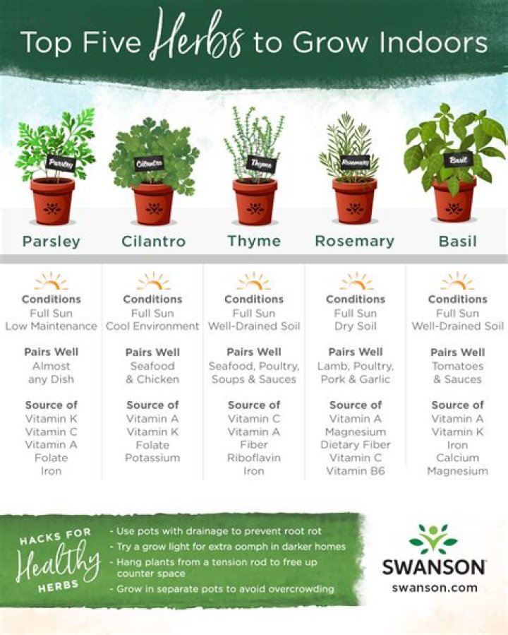 How do you care for indoor herbs?