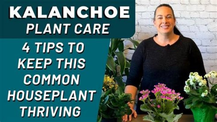 How do you care for kale plants?