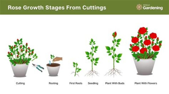 How do you cut store bought roses?