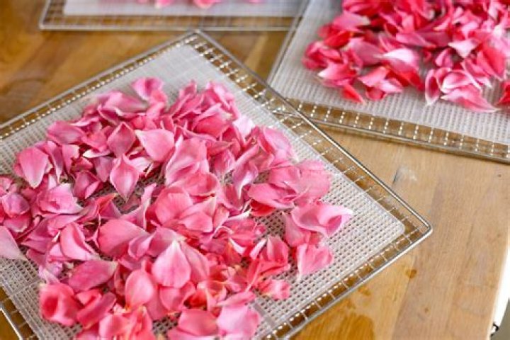 How do you dry rose petals in the microwave for confetti