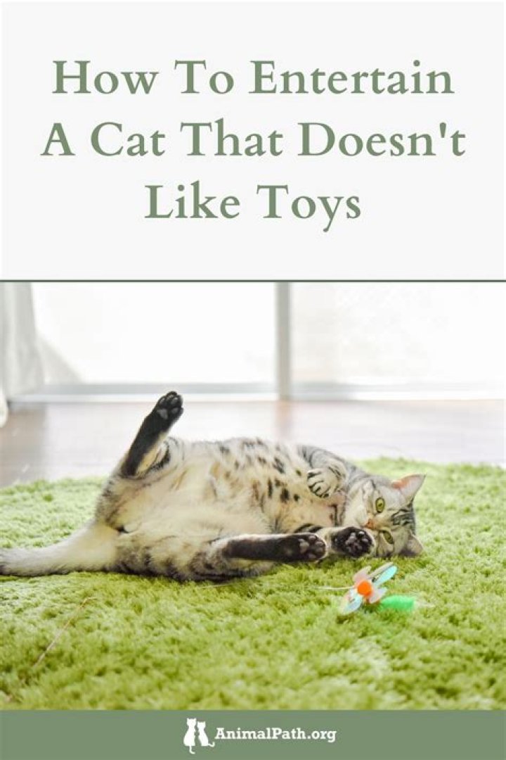 How do you entertain an intelligent cat