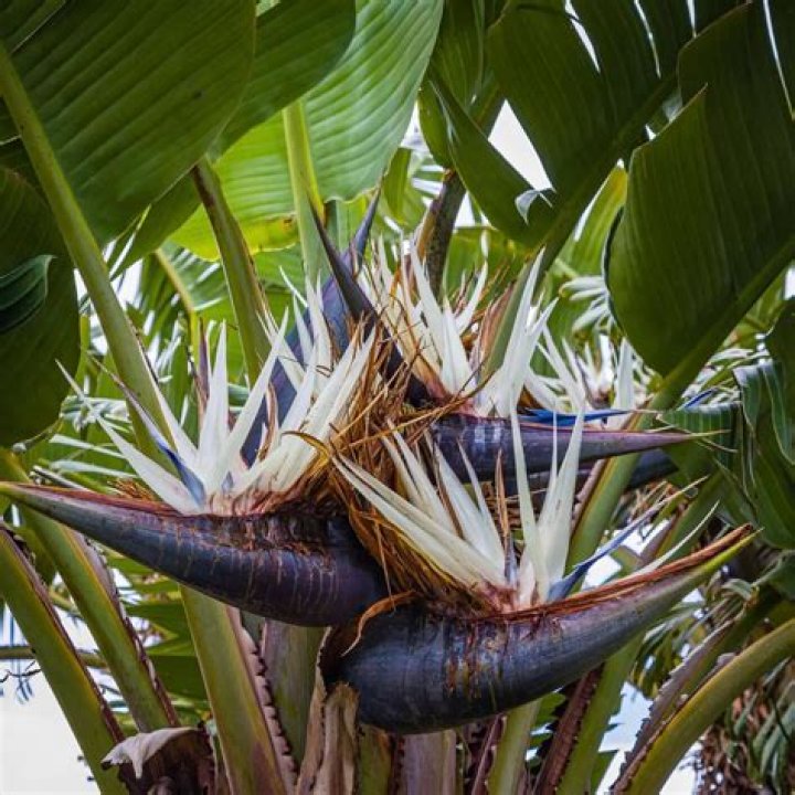 How do you get rid of giant bird of paradise roots?