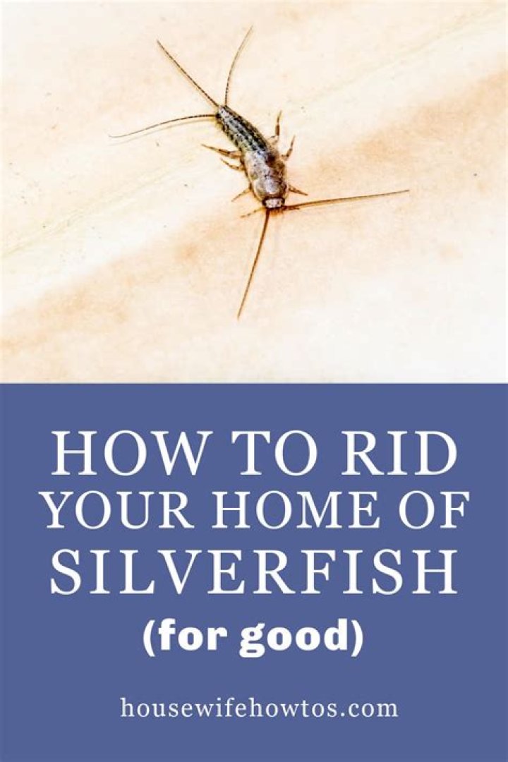 How do you get rid of silverfish in your home?