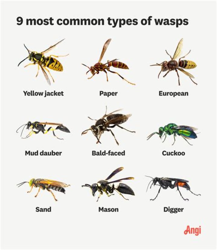 How do you get rid of wasps in sand