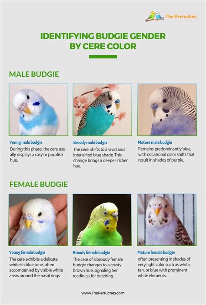 How do you grab a budgie?