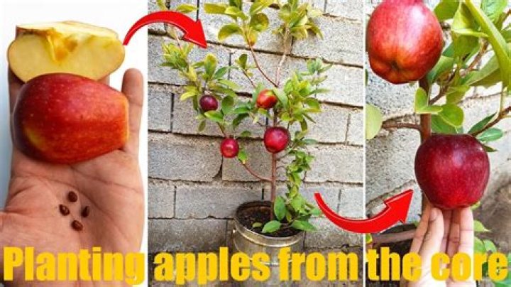 How do you grow a green apple tree