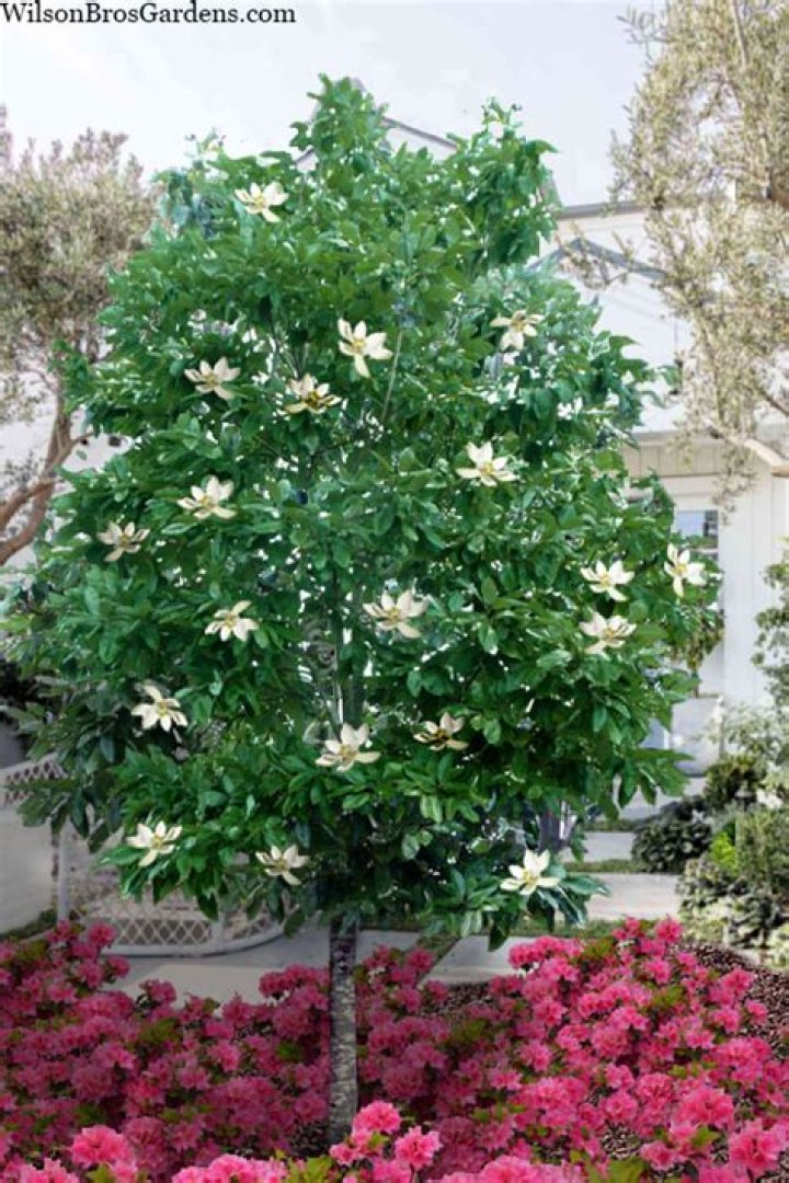 How do you grow a standard magnolia tree