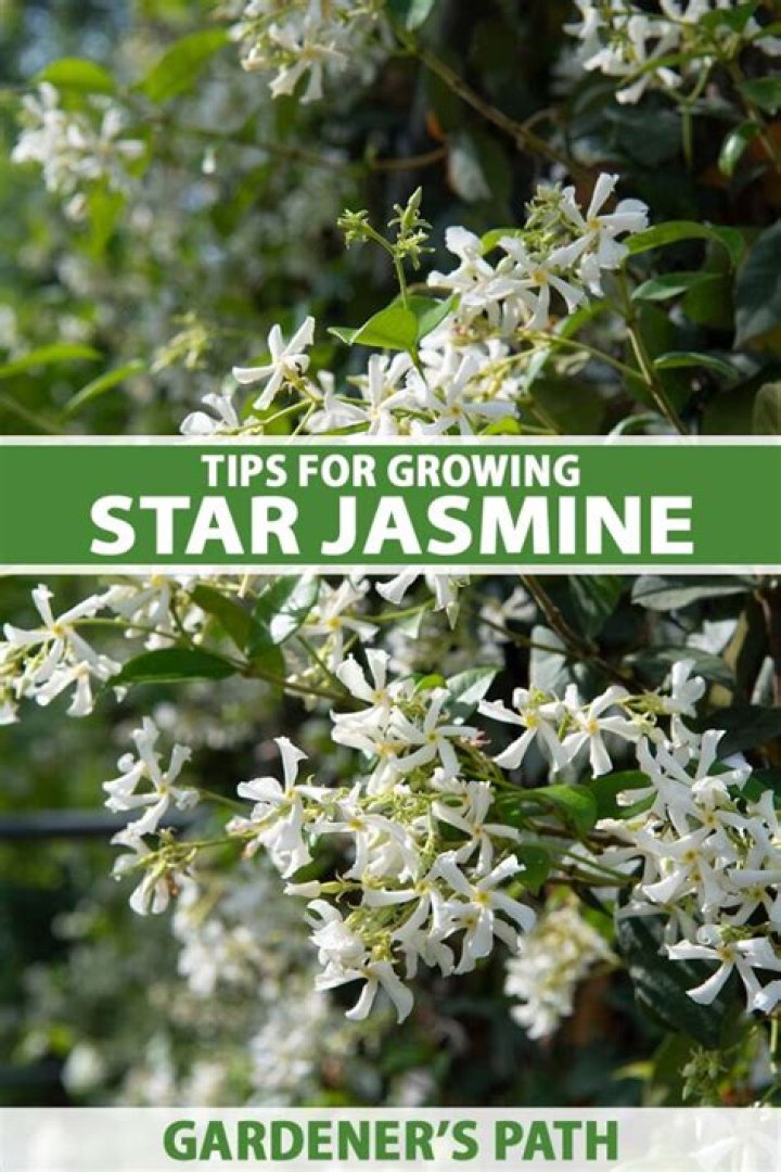 How do you grow jasmine climbers