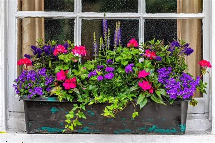 How do you grow plants in a window box?