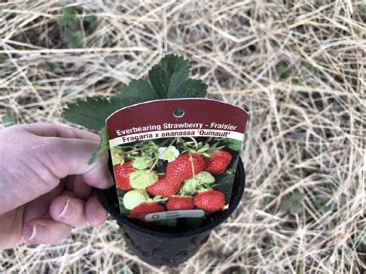 How do you grow Quinault strawberries?