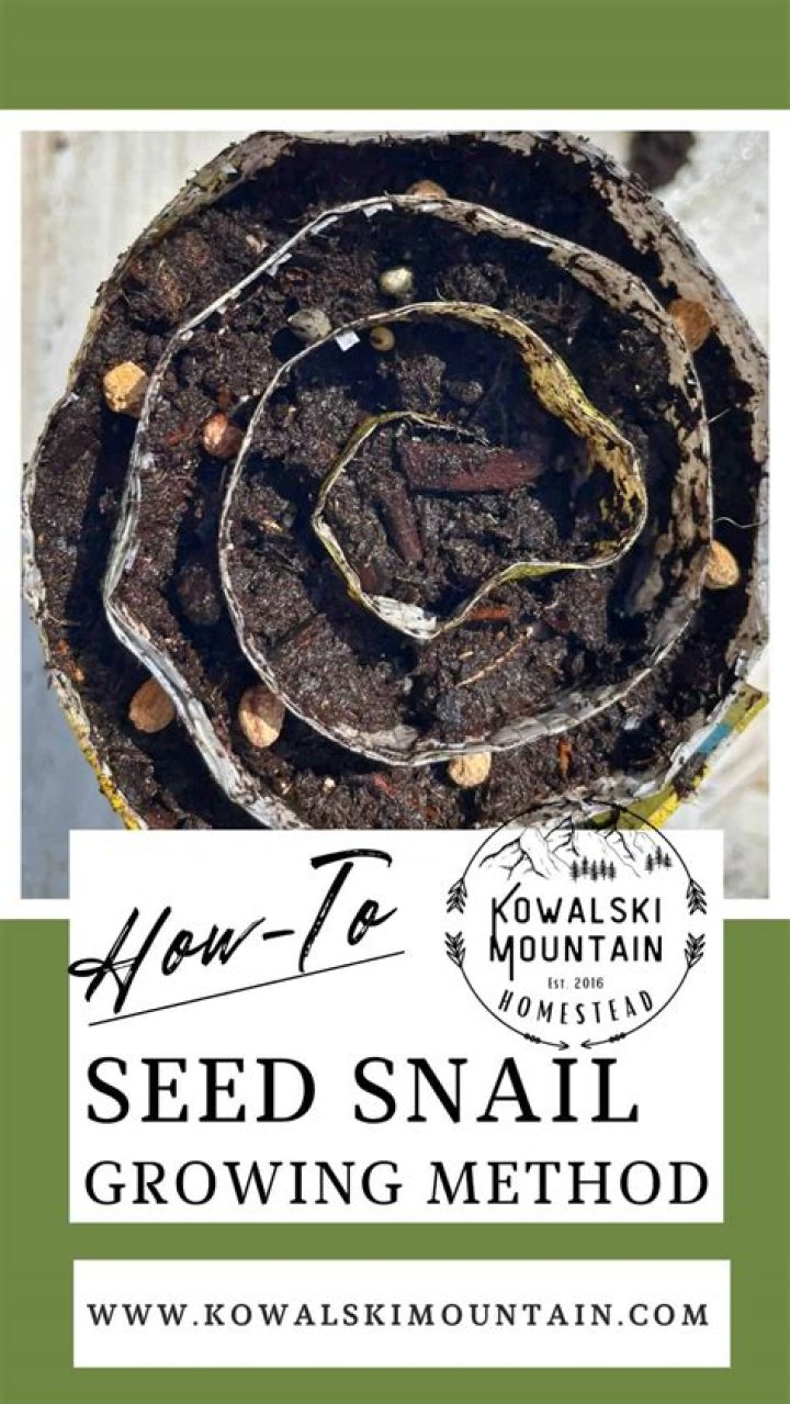 How do you grow snail vine seeds
