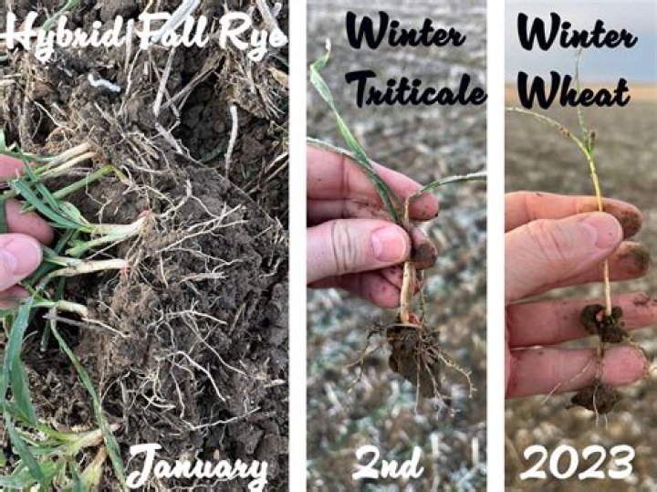 How do you grow winter rye in Florida?
