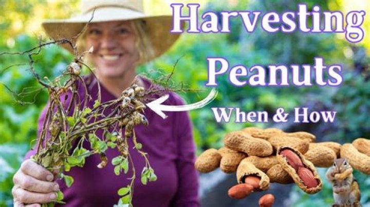 How do you harvest bittersweet?