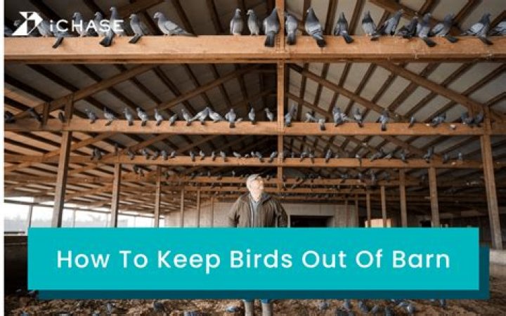 How do you keep birds out of parked cars?