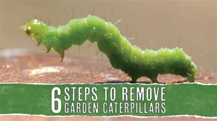 How do you keep caterpillars out of your garden?