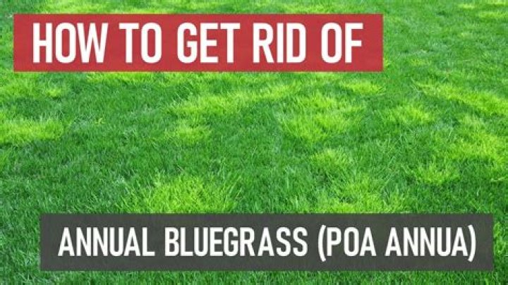 How do you kill Roughstalk in bluegrass