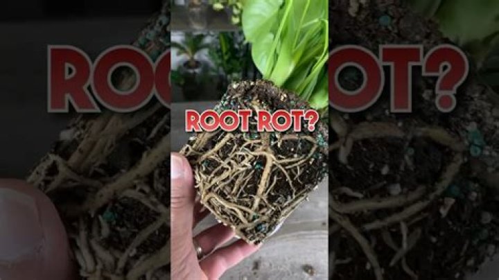 How do you know if you have root rot?
