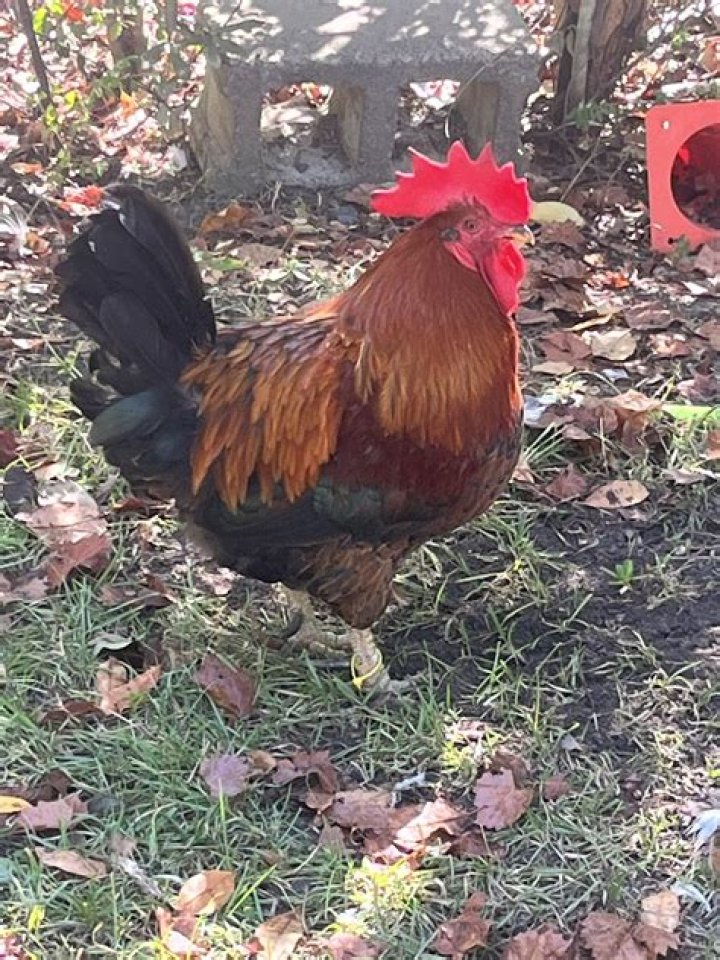How do you know if your hen is broody?